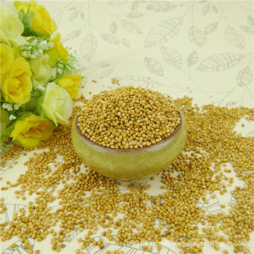 Glutinous yellow millet in husk